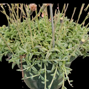 String of Dolphins Senecio peregrinus Live Succulent Plant - 2-4 Inch Pot - Image 5