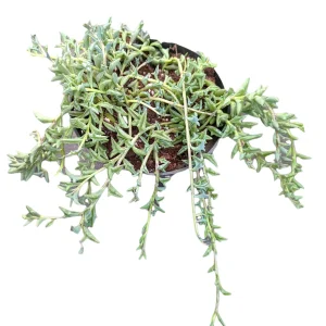 String of Dolphins Senecio peregrinus Live Succulent Plant - 2-4 Inch Pot - Image 8