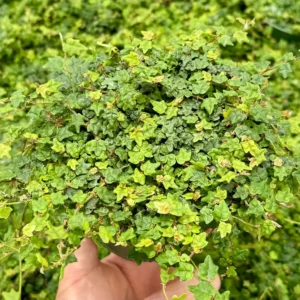 String of Frogs Ficus Pumila Quercifolia Live Plant - Rare Houseplant 2.5"-4" Pot - Image 2