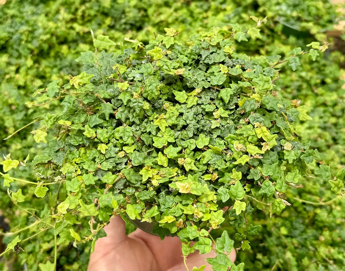 String of Frogs Ficus Pumila Quercifolia Live Plant - Rare Houseplant 2.5"-4" Pot - Image 2