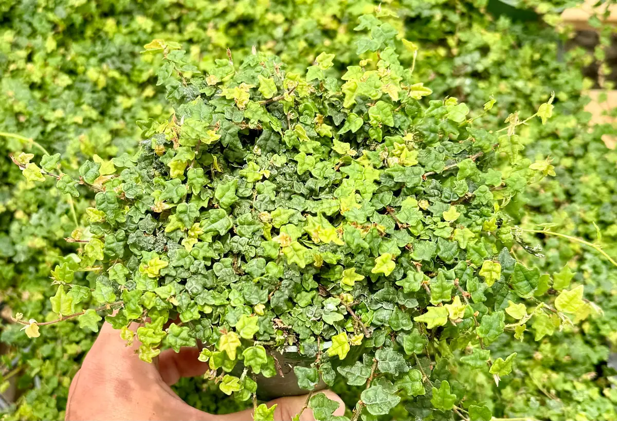 String of Frogs Ficus Pumila Quercifolia Live Plant - Rare Houseplant 2.5"-4" Pot - Image 3