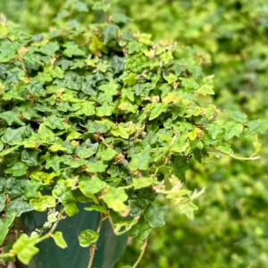 String of Frogs Ficus Pumila Quercifolia Live Plant - Rare Houseplant 2.5"-4" Pot - Image 1