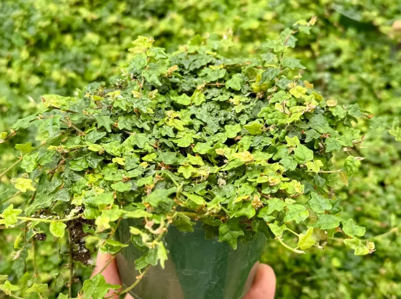 Garden Nursery String of Frogs Ficus Pumila Quercifolia - Thumbnail 3