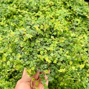 String of Frogs Ficus Pumila Quercifolia Live Plant - Rare Houseplant 2.5