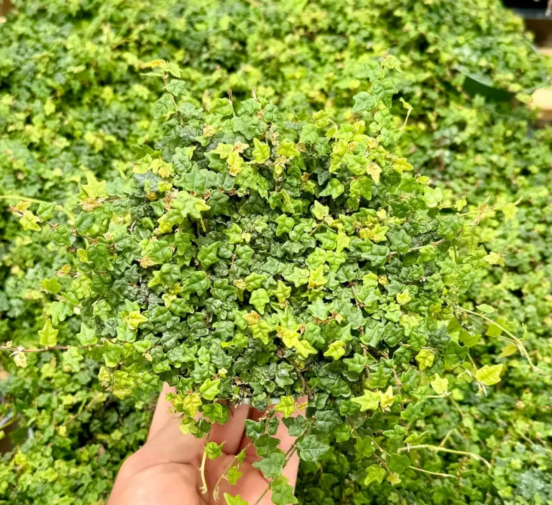 Garden Nursery String of Frogs Ficus Pumila Quercifolia - Thumbnail 4