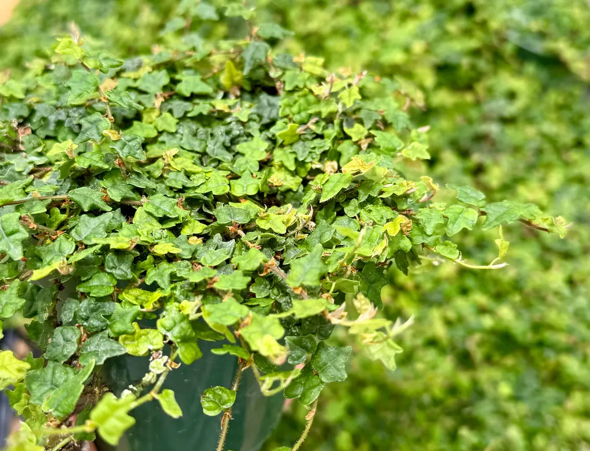 String of Frogs Ficus Pumila Quercifolia Live Plant - Rare Houseplant 2.5"-4" Pot - Image 1