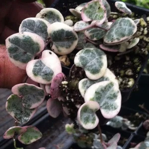 String of Hearts Live Plant - Ceropegia woodii - 2 Pack in 2" Pots - Indoor - Image 2