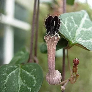 String of Hearts Live Plant - Ceropegia woodii - 2 Pack in 2