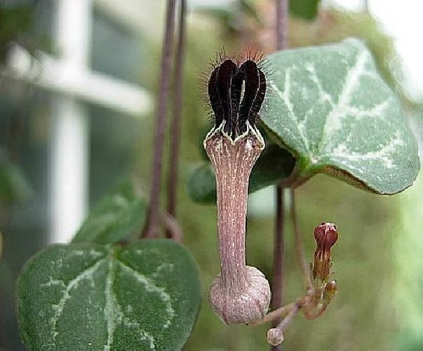 String of Hearts Live Plant - Ceropegia woodii - 2 Pack in 2" Pots - Indoor - Image 3