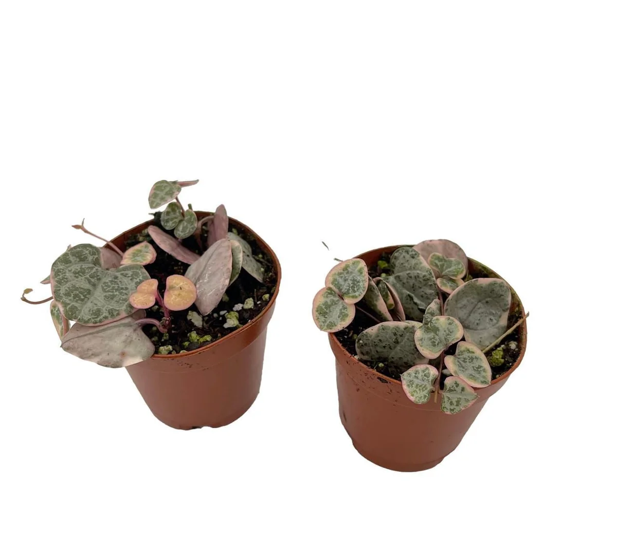 String of Hearts Live Plant - Ceropegia woodii - 2 Pack in 2" Pots - Indoor - Image 1