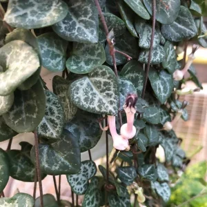 String of Hearts Live Plant - Ceropegia Woodii - 2.5" Pot - Indoor Hanging Vine - Image 2