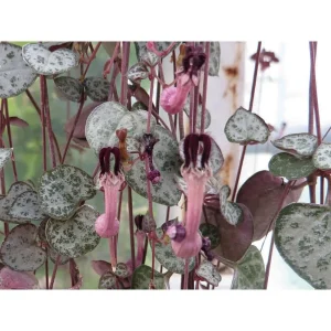 String of Hearts Live Plant - Ceropegia Woodii - 2.5