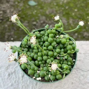 String of Pearls Live Succulent Plant – Trailing Houseplant – 2, 4, 6 inch pot - Image 10