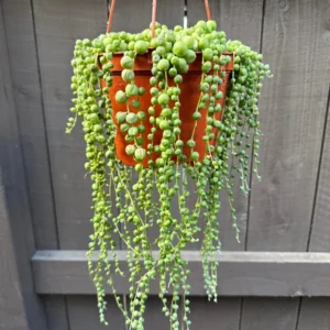 String of Pearls Live Succulent Plant – Trailing Houseplant – 2, 4, 6 inch pot - Image 2
