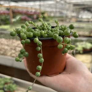 String of Pearls Live Succulent Plant – Trailing Houseplant – 2, 4, 6 inch pot - Image 5