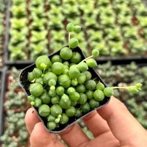 String of Pearls Live Succulent Plant – Trailing Houseplant – 2, 4, 6 inch pot - Image 6