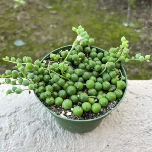 String of Pearls Live Succulent Plant – Trailing Houseplant – 2, 4, 6 inch pot - Image 9