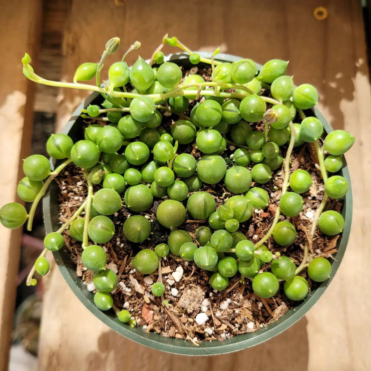 String of Pearls Senecio rowleyanus Succulent Plant – Live Houseplant – Trailing – 2-8 Inch Pot - Image 10