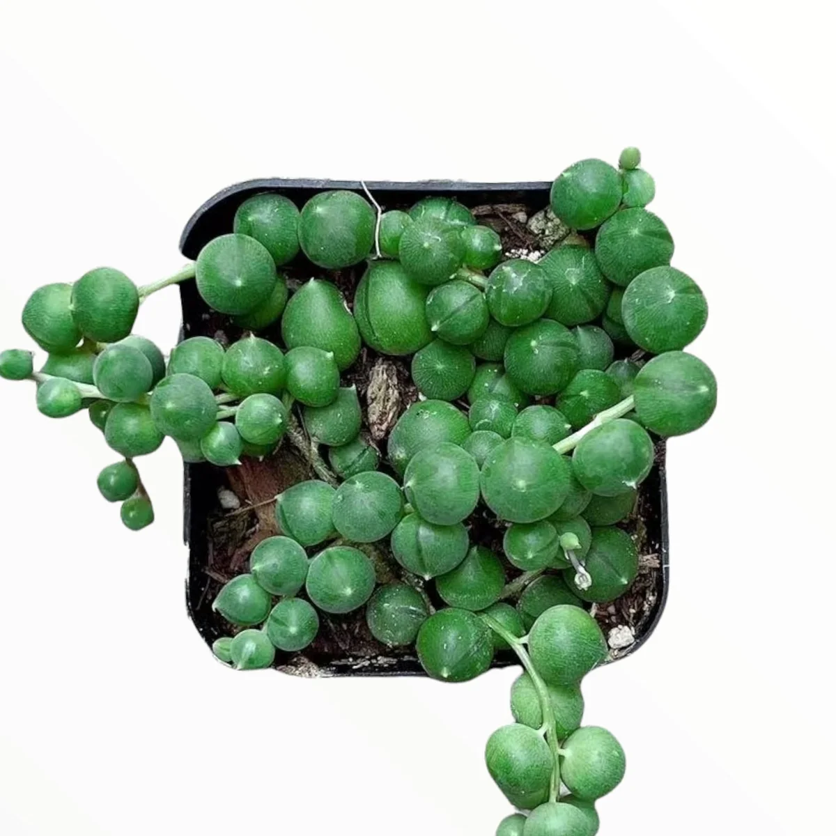 String of Pearls Senecio rowleyanus Succulent Plant – Live Houseplant – Trailing – 2-8 Inch Pot - Image 3