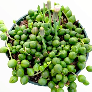 String of Pearls Senecio rowleyanus Succulent Plant – Live Houseplant – Trailing – 2-8 Inch Pot - Image 1