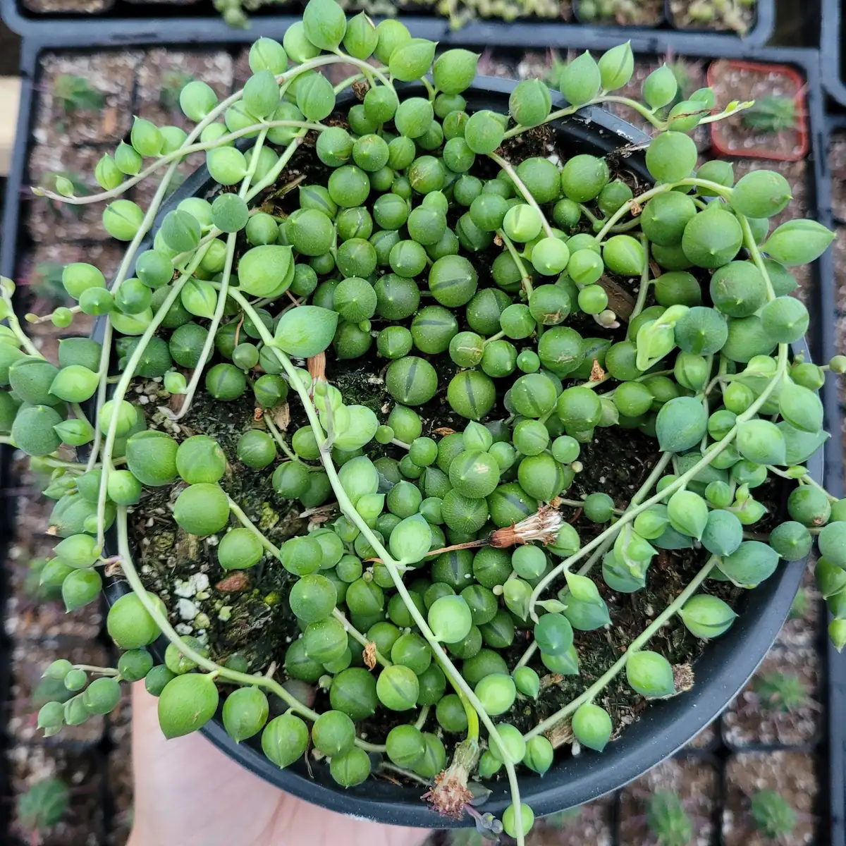 String of Pearls Senecio rowleyanus Succulent Plant – Live Houseplant – Trailing – 2-8 Inch Pot - Image 6
