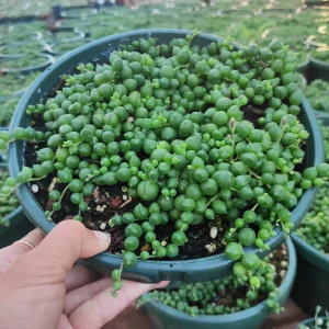 String of Pearls Senecio rowleyanus Succulent Plant – Live Houseplant – Trailing – 2-8 Inch Pot - Image 7