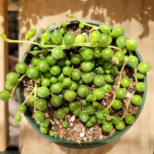 String of Pearls Senecio rowleyanus Succulent Plant – Live Houseplant – Trailing – 2-8 Inch Pot - Image 9