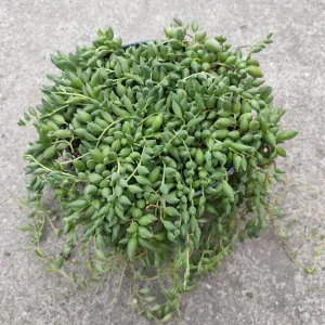 String of Raindrops Senecio Hybrid Succulent Live Plant - Trailing Foliage - Image 7