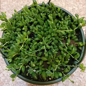 String of Raindrops Senecio Hybrid Succulent Live Plant - Trailing Foliage - Image 8