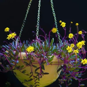 String of Rubies Succulent Plant – Othonna capensis – Live Plant – 2.5 inch Pot - Image 2