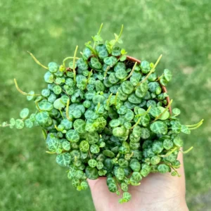 String of Turtles Live Plant - Peperomia prostrata Succulent - Trailing Houseplant for Home Decor - 2.5, 4, 6 inch Pot Options - Image 1