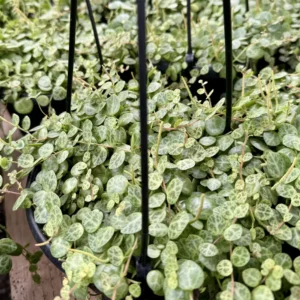 String of Turtles Live Plant - Peperomia prostrata Succulent - Trailing Houseplant for Home Decor - 2.5, 4, 6 inch Pot Options - Image 6