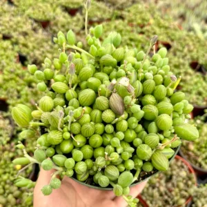 String of Watermelons Live Plant – Trailing Succulent – Potted Houseplant – 2, 4, or 6 inch pot - Image 2