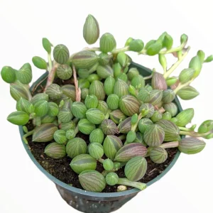 String of Watermelons Senecio herreanus Succulent Plant - Live Potted Houseplant - Image 2