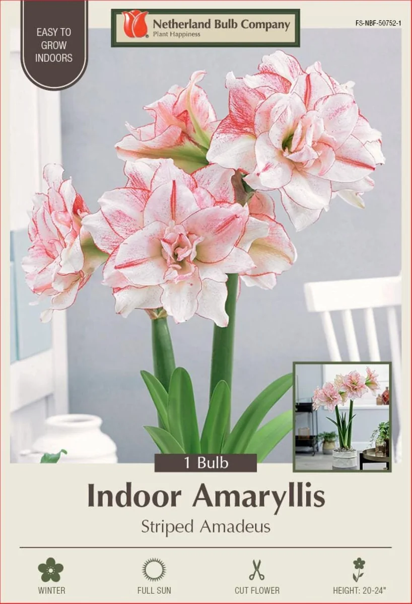 Striped Amadeus Double Amaryllis Bulbs - Large, White & Red Flowers, Indoor/Outdoor - Image 1
