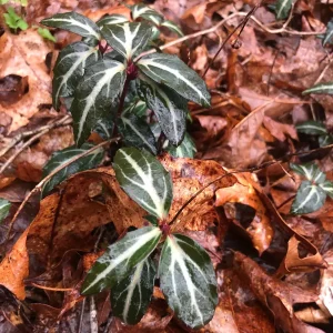 Striped Wintergreen Bare Root Plant - Chimaphila maculata - 2-4" Tall - Partial Shade - Image 2