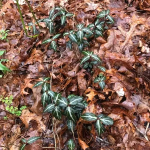 Striped Wintergreen Bare Root Plant - Chimaphila maculata - 2-4