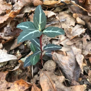 Striped Wintergreen Bare Root Plant - Chimaphila maculata - 2-4