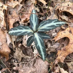 Striped Wintergreen Bare Root Plant - Chimaphila maculata - 2-4