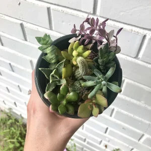 Succulent & Cacti Cuttings – Assorted Live Plant Clippings – Indoor Décor Starter Pieces - Image 3