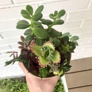 Succulent & Cacti Cuttings – Assorted Live Plant Clippings – Indoor Décor Starter Pieces - Image 4