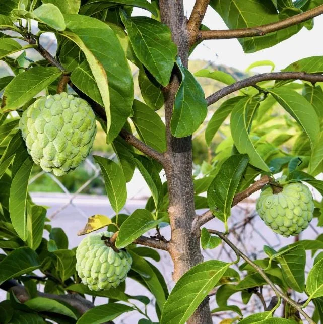Sugar Apple Live Plant - Annona squamosa Tropical Fruit Tree, 5-9" Tall - Image 2
