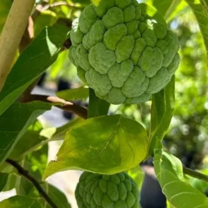 Sugar Apple Live Plant - Annona squamosa Tropical Fruit Tree, 5-9