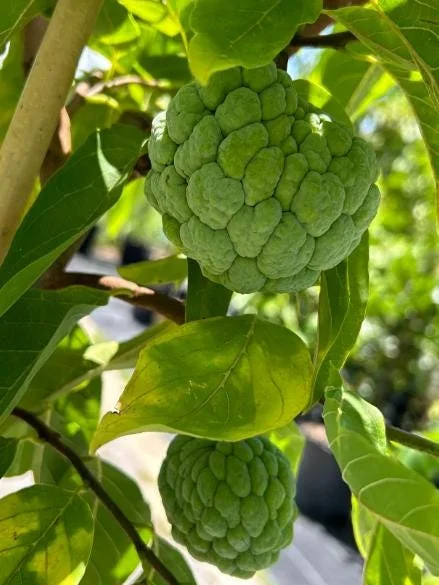 Sugar Apple Live Plant - Annona squamosa Tropical Fruit Tree, 5-9" Tall - Image 3