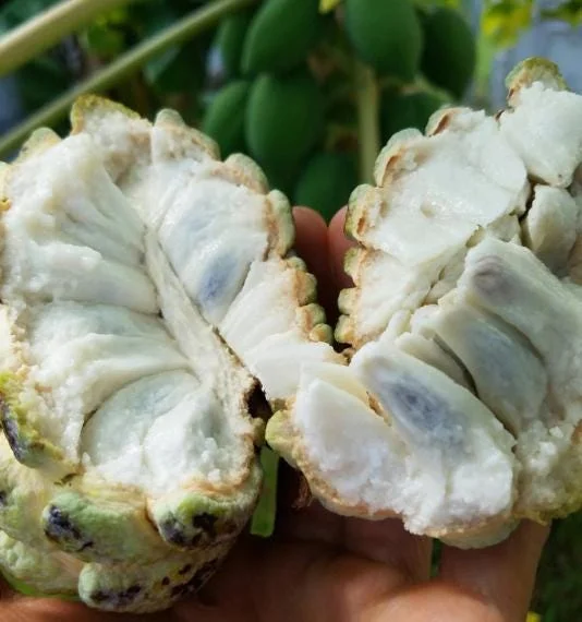 Sugar Apple Live Plant - Annona squamosa Tropical Fruit Tree, 5-9" Tall - Image 4
