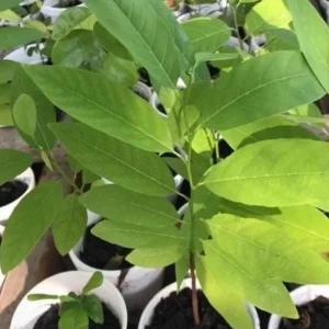 Sugar Apple Live Plant - Annona squamosa Tropical Fruit Tree, 5-9