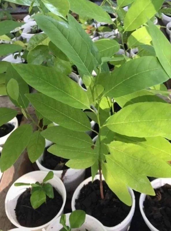 Sugar Apple Live Plant - Annona squamosa Tropical Fruit Tree, 5-9" Tall - Image 5