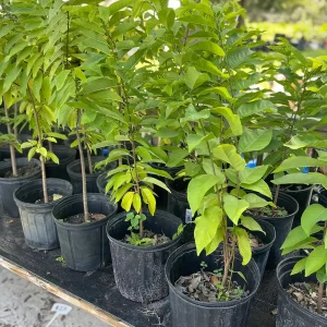 Sugar Apple Tree Live Plant – Annona squamosa – 3 Gallon Pot – 2-3 Feet Tall – Green Variety - Image 3