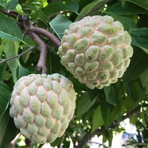 Sugar Apple Tree Live Plant – Annona squamosa – 3 Gallon Pot – 2-3 Feet Tall – Green Variety - Image 1