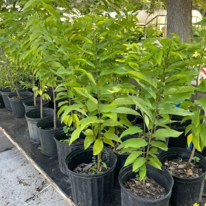 Sugar Apple Tree Live Plant – Annona squamosa – 3 Gallon Pot – 2-3 Feet Tall – Green Variety - Image 5